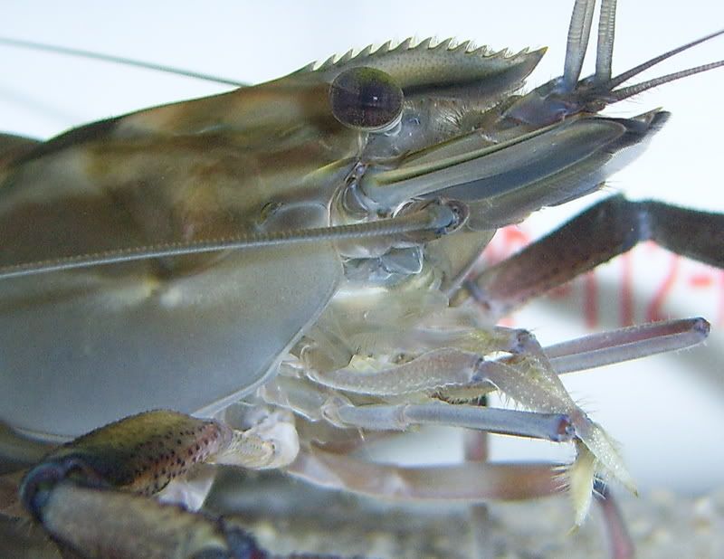 Giant River Prawn - Native Aquatic Invertebrates - NANFA Forum