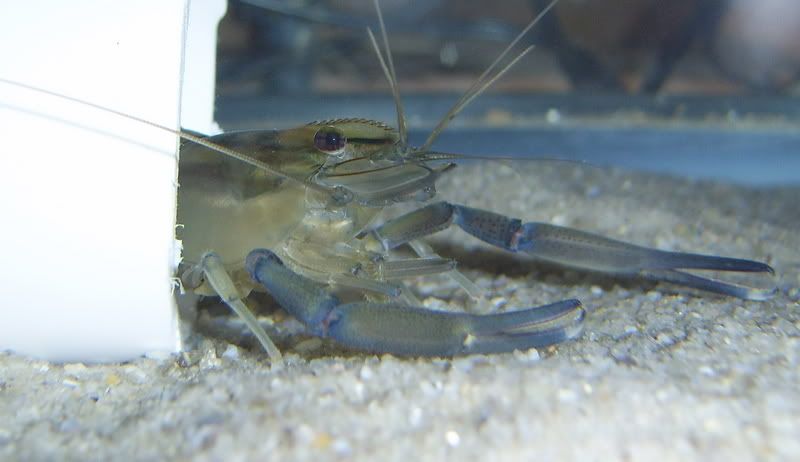 Giant River Prawn - Native Aquatic Invertebrates - NANFA Forum