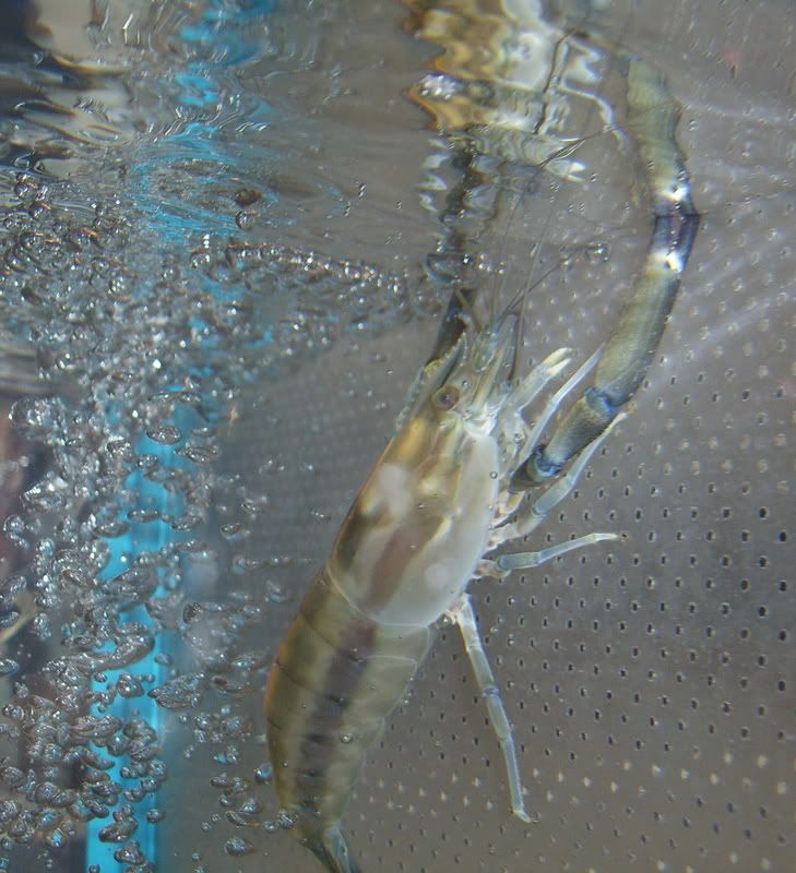 Giant River Prawn - Native Aquatic Invertebrates - NANFA Forum