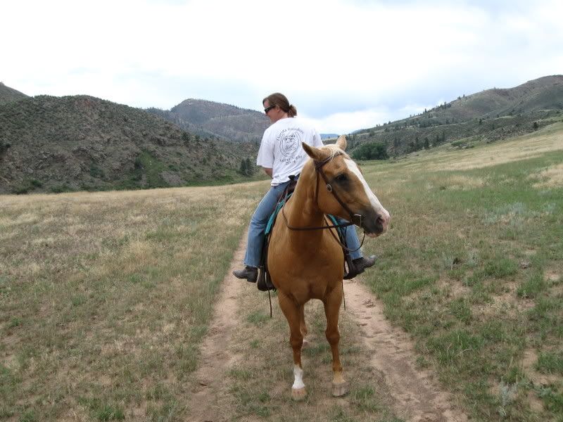 Laminitis VS Wood Clog Round 1 Wood shoes wins in minutes Round 2