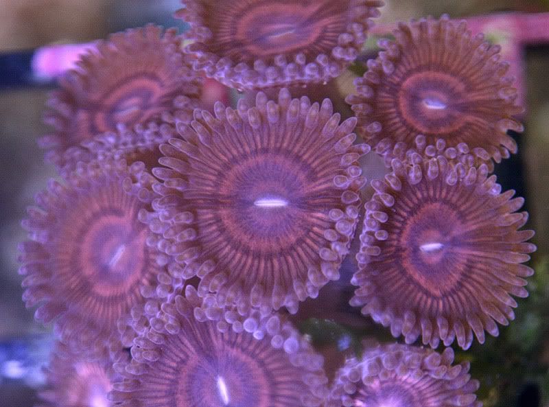 IMG 0944 - pink zoa named?