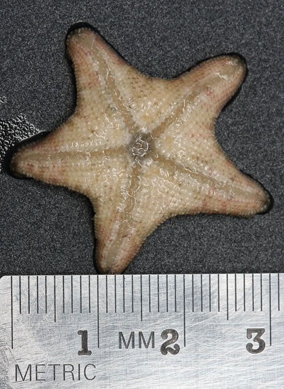 IMG 2922 - Asterina Starfish