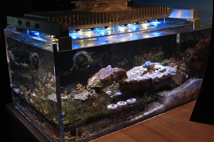 IMG 7809 - LED's for small desktop frag tank