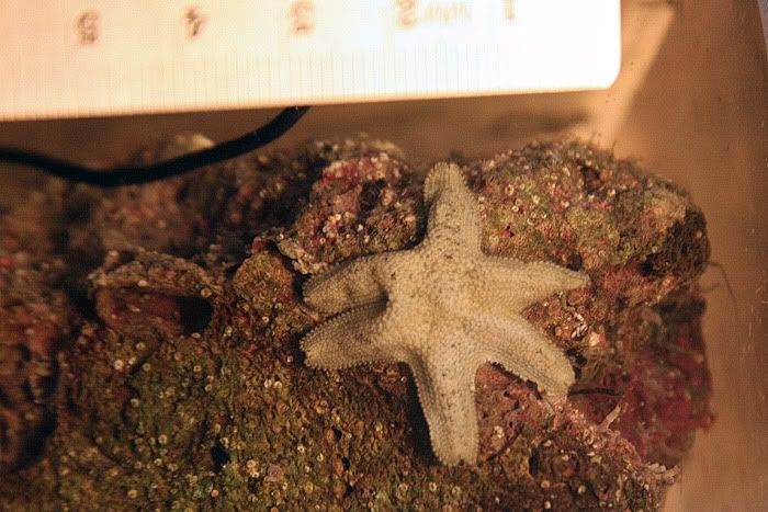 IMG 8891 - hitchhiker starfish