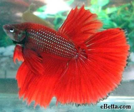 red-halfmoon-betta-fish.jpg