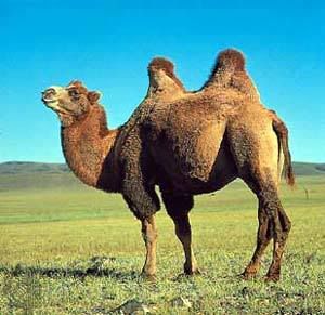 camel.jpg
