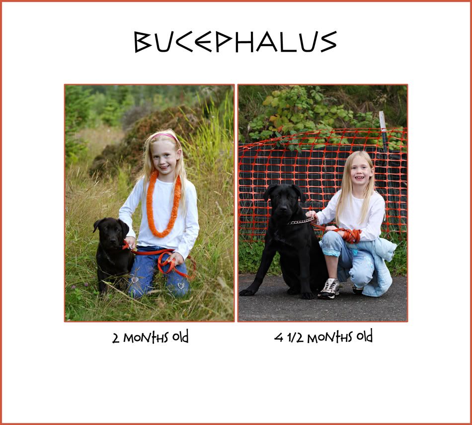 IMAGE: http://i72.photobucket.com/albums/i164/alyssalore/Oct2007/CEPHstoryboardweb2.jpg