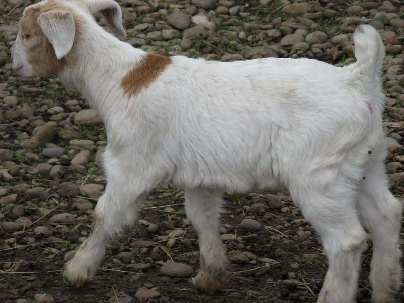 Doeling with tetanus - Goats