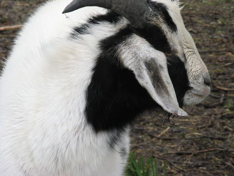 Latest additions!!!!!! Pics!!! - Goats