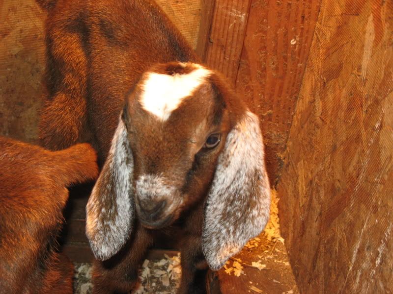 Latest additions!!!!!! Pics!!! - Goats