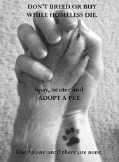 spay neuter Pictures, Images and Photos