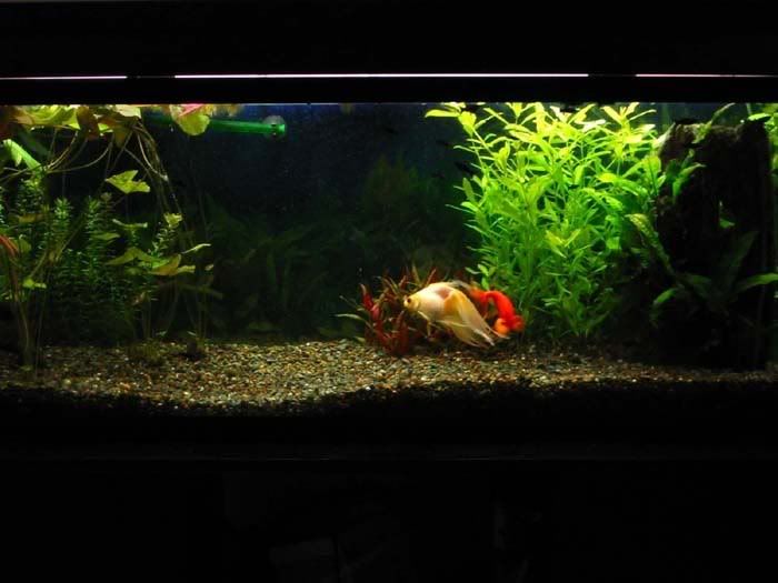 goldfish tank. Plants for a Goldfish tank?