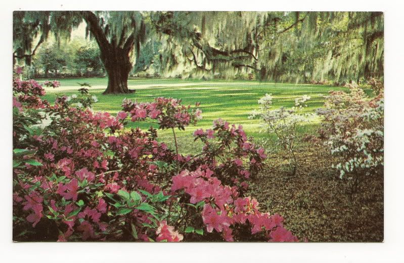 WILMINGTON NC Airlie Azalea Gardens Vintage Postcard eBay