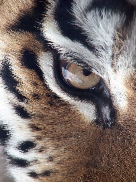 450px Amur Tiger Panthera tigris al