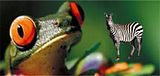 zebrafrogmasterphpbb.jpg image by zebrafrogmaster