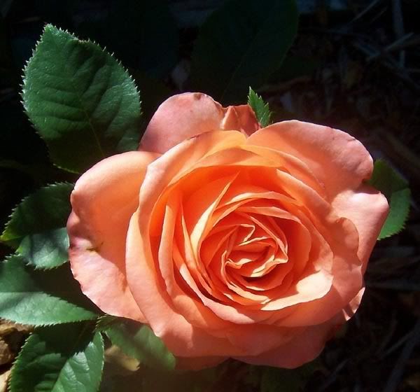 Best Pics of the Year