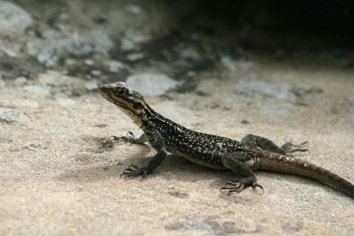 IMAGE: http://i72.photobucket.com/albums/i171/siduk/india.jpg