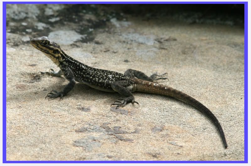 IMAGE: http://i72.photobucket.com/albums/i171/siduk/liz.jpg