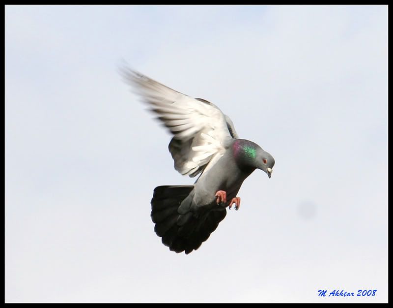 IMAGE: http://i72.photobucket.com/albums/i171/siduk/pegion.jpg