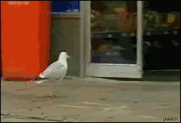 [Image: Seagull_steals_chips.gif]