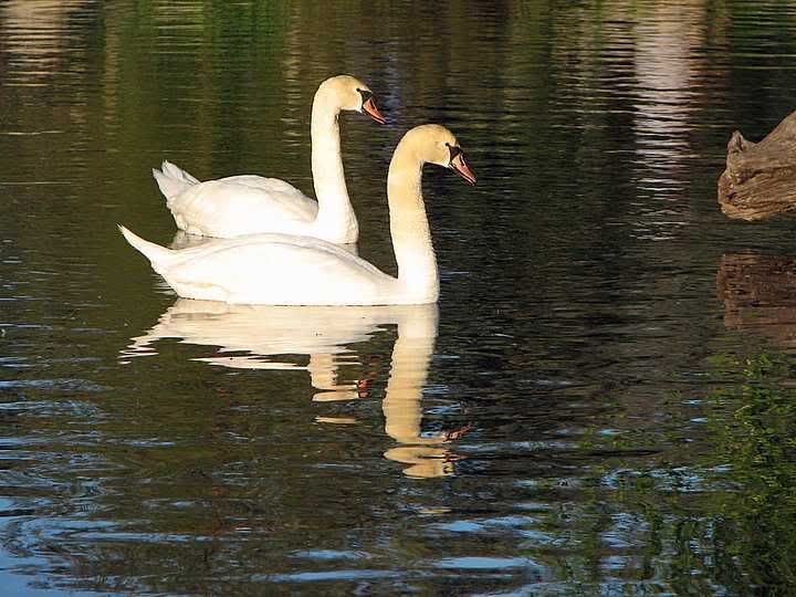 Photobucket - Video and Image Hosting