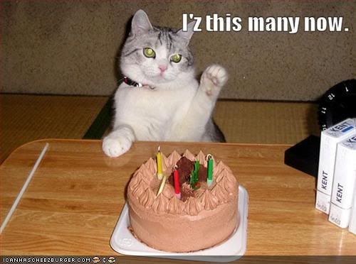 happy birthday cat funny. Happy birthday guys!