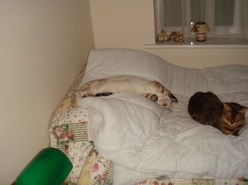 dollysparko.jpg