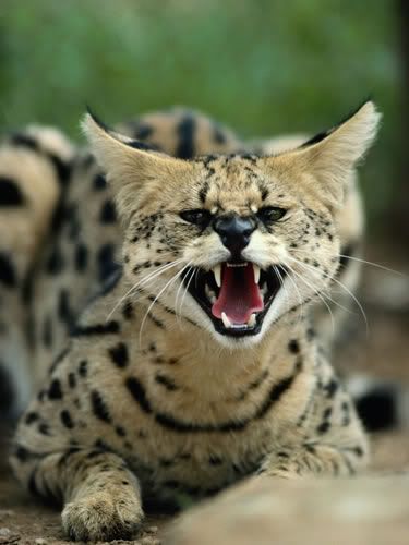 serval1.jpg