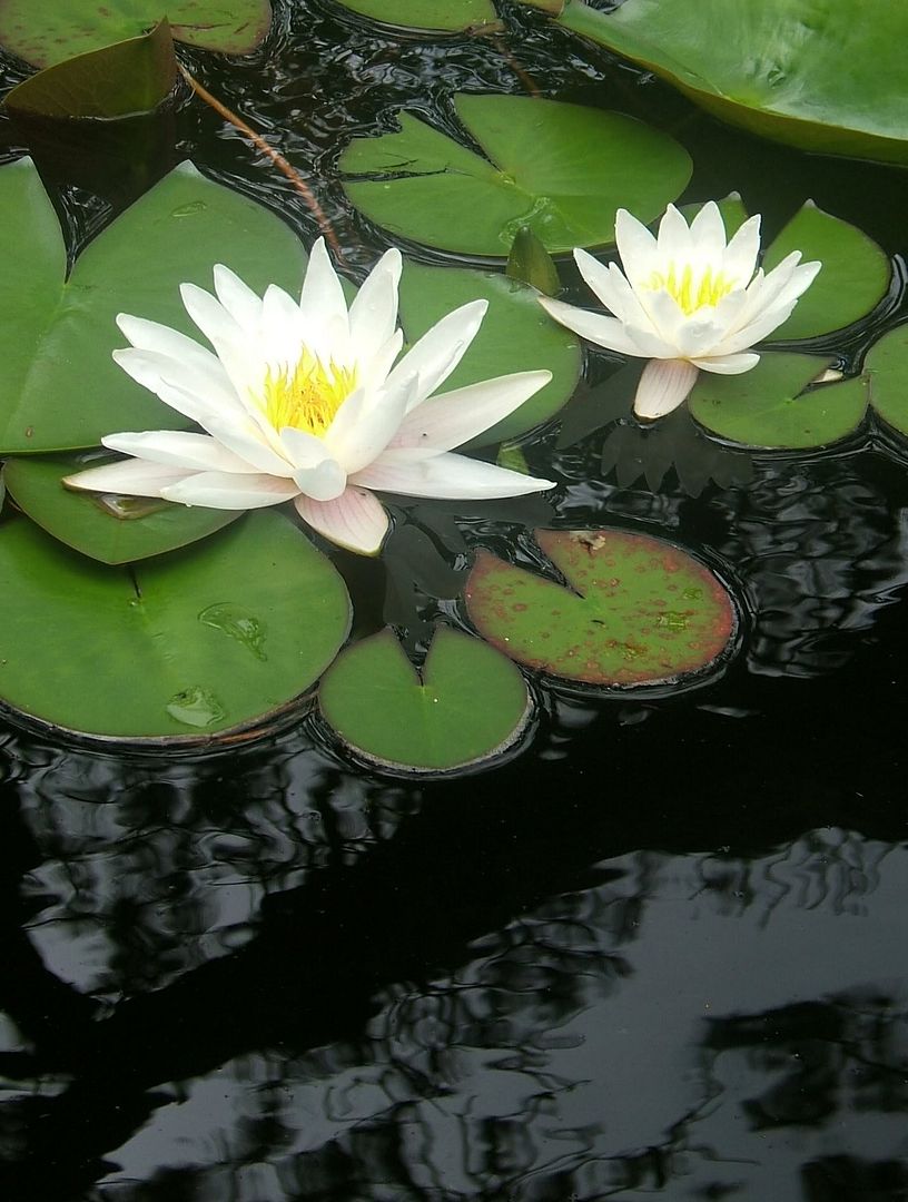 http://i72.photobucket.com/albums/i175/Gigipix/2006_06ccwaterlilies2.jpg