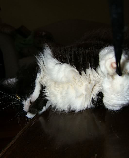 http://i72.photobucket.com/albums/i175/Gigipix/2006_08_screechattackingcamerast-1.jpg