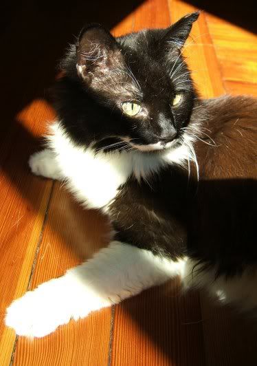 http://i72.photobucket.com/albums/i175/Gigipix/2006_08sunspot02small.jpg