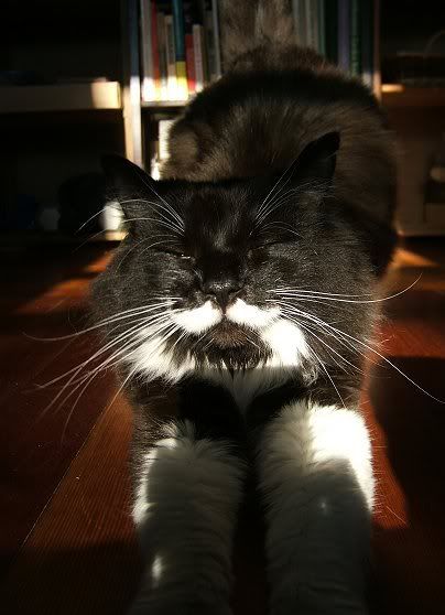 http://i72.photobucket.com/albums/i175/Gigipix/2006_09sunspotdowndogsmall.jpg