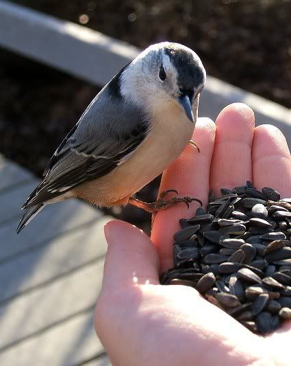 http://i72.photobucket.com/albums/i175/Gigipix/Flora%20and%20Fauna/2006_11_nuthatch.jpg