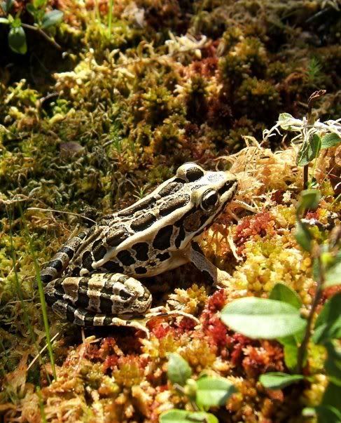 http://i72.photobucket.com/albums/i175/Gigipix/Flora%20and%20Fauna/2007augbluehills_leopardfrog1small.jpg