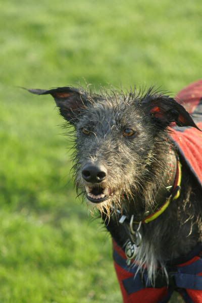 eastofenglandshow20.jpg