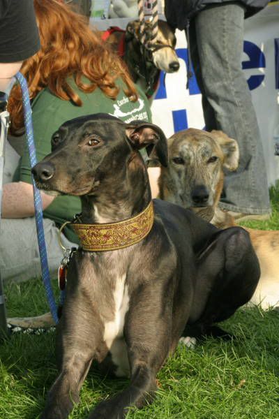 eastofenglandshow97.jpg