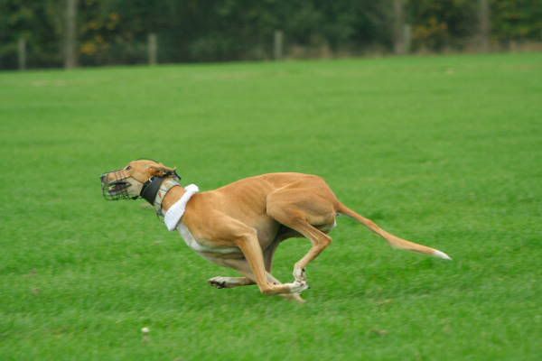 llcoursing115.jpg