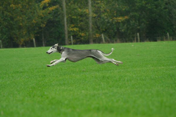 llcoursing131.jpg