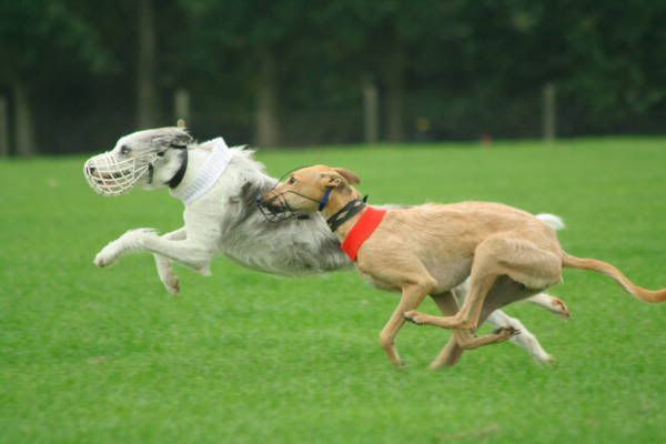 llcoursing148.jpg