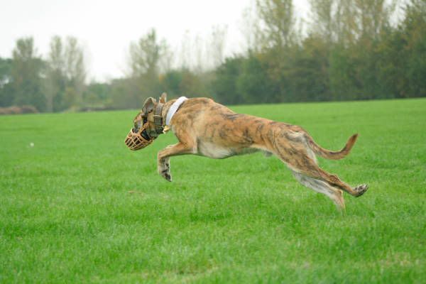 llcoursing189.jpg