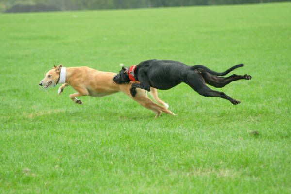 llcoursing215.jpg