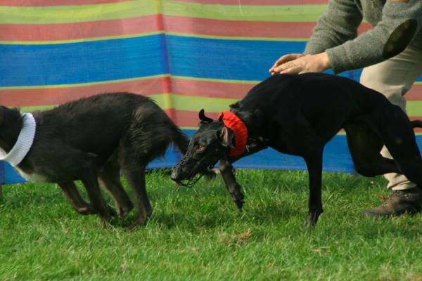 llcoursing372.jpg