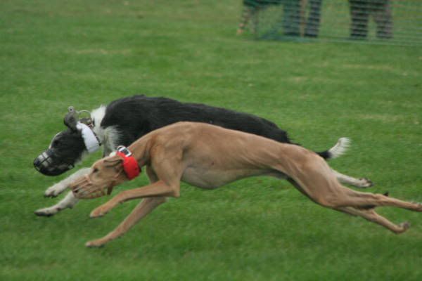 llcoursing55.jpg