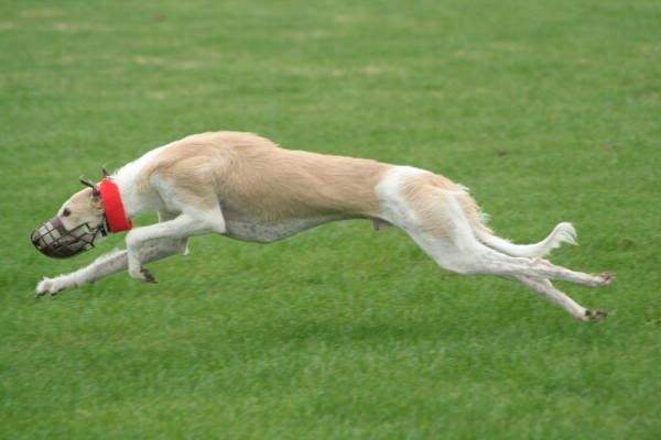 llcoursing68.jpg