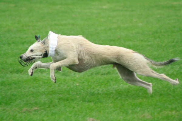 llcoursing84.jpg