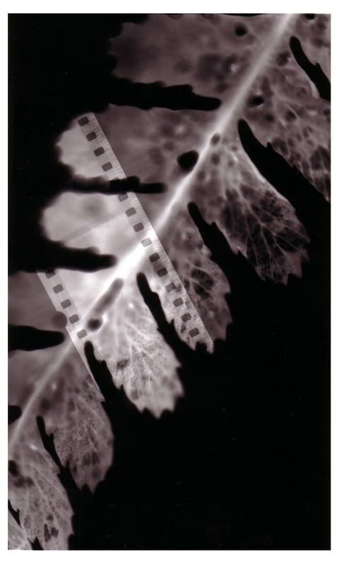 leaf1f.jpg