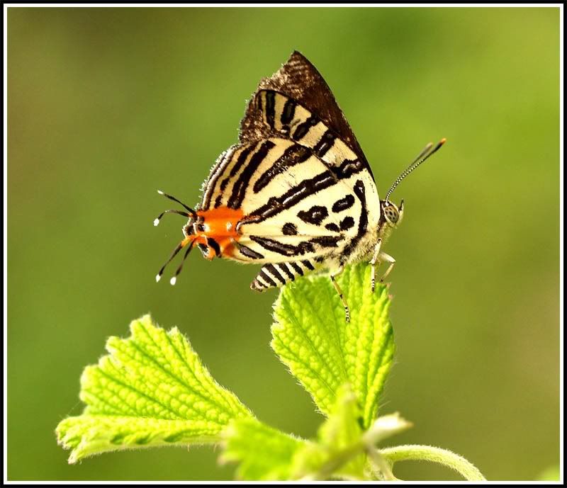 Image hosting by Photobucket