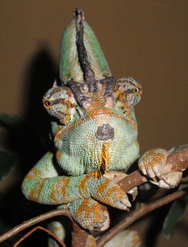 chameleon parasite chin reptile skin