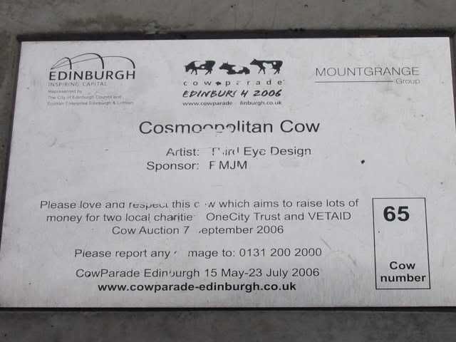 Cosmopolitan Cow