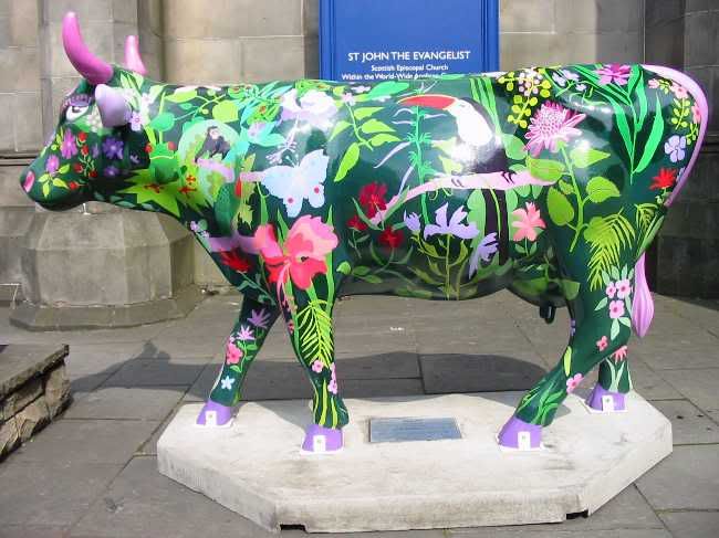 Rainforest Cow